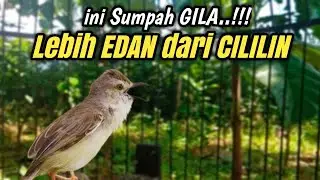 CILILIN LEWAT JAUH || ini mah Master BURUNG kelas DEWA‼️