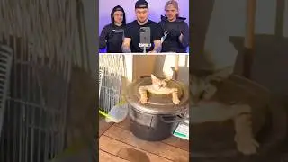 Try not to Laugh 💀 | 177