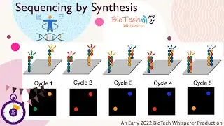 An Overview of Sequencing By Synthesis in First and Next Generation Sequencing - Learn in 10 Minutes