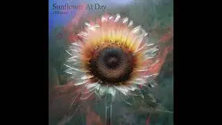 J.Wiltshire - Sunflower At Day