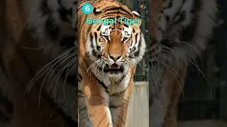 Top 10 Animals With The Strongest Bite Force of 2024 | Wildlife Claws