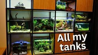 Revealing my Fishroom for the First Time! All aquariums, No secrets!