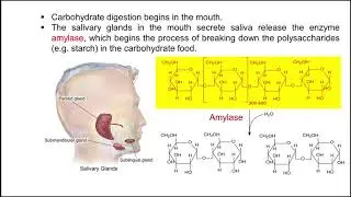 3. Carbohydrate digestion - Biochemical Principles of Energy Metabolism