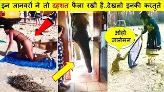 आपके भी उड़ जायेंगे होश..ये जानवर आपके तोते उड़ा देंगे | Camera Caught Animal Moments Part -149