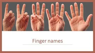 Finger Names for Kids