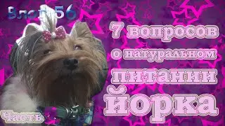 Натуральное питание йорка. Часть 2. Чем кормить йорка? Сколько еды давать йорку?