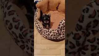 Грозный йорк! Девочка 1 месяц