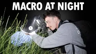 Macro Photography At Night