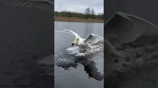 Очередной подкат нашего Алеся к лебёдушке. 