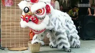 MÚA LÂN DU XUÂN, LÂN BẠC UỐNG RƯỢU NO SAY