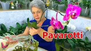 Орхидея ЦВЕТЁТ ВСЕГДА и растит цветонос. КАК ОМОЛОДИТЬ и пересадить орхидею с цветоносом?