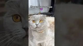 А ваши кошки любят резинки? 🤫 #cat #catshorts #cats