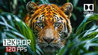 Wild World of Dolby Vision - 12K HDR 120FPS