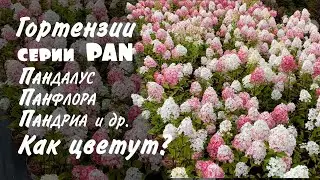 Метельчатые гортензии серии PAN. Цветение гортензий Панфлора, Пандалус, Пандриа и др.