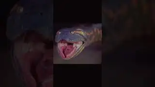 Anaconda Devours Huge Meal | Monster Snakes