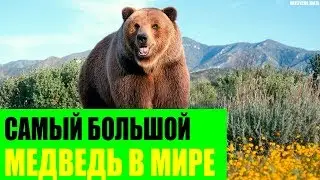 Самый большой медведь в Мире