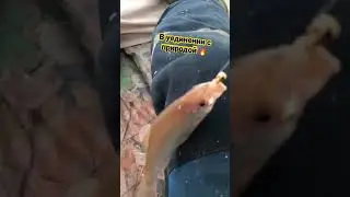 Рыбалка Аслыкуль плотва окунь на опарыш.