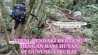 Viral Pendaki Bertemu Dengan Babi Hutan Di Gunung Cikuray Begini Endingnya...