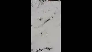 Охота ласки, Псковская область.