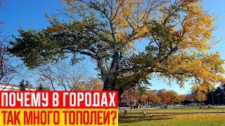 Почему в СССР Массово Сажали Тополя?