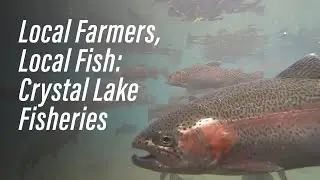 Local Farmers, Local Fish: Crystal Lake Fisheries