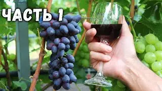 🍷  Приготовление домашнего вина  из винограда "кишмиш Юпитер" Часть1 🍇