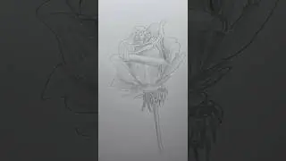 Draw a rose 🌹 Easy drawing lesson for beginners on how to draw a rose. #drawinglesson