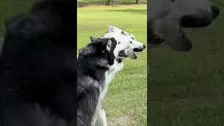 2 Siberian Huskies Dance Together!!!