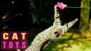 10 BEST CAT TOYS |Pet Toys| HD