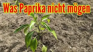 Was Paprika nicht mögen - Diese Fehler solltest du beim Paprikaanbau unbedingt vermeiden!