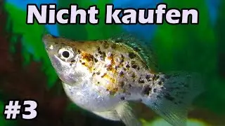 Fische, die Du nicht kaufen solltest III (126)