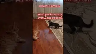 Кекс пришёл помириться) Дубль2