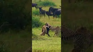 Wildebeest's Epic Battle for Survival Against Cheetah