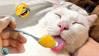 Animali Divertenti 😂 I Video di Cani e Gatti più Divertenti 🐶😺 #2