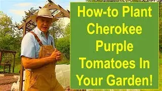 How to Plant Cherokee Purple Tomatoes in Your Garden!