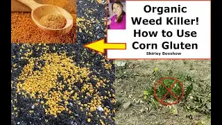 Organic Weed  Killer! How to Use Corn Gluten Meal to KILL WEEDS BEFORE They Grow! 🌱 Shirley Bovshow