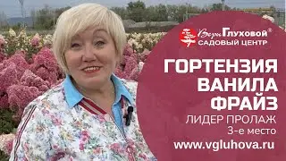 Гортензия Ванила Фрайз