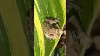 Frog Rescue