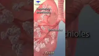 The Animation of Lungs 🫁 and its parts ( Bronchi, Bronchioles, Alveoli) 🩺🩺🩺 #shorts #shortvideo