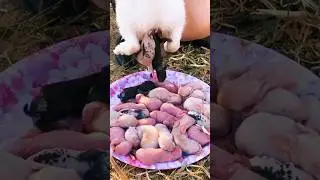 Rabbit mom and babies #rabbit #crazyvlog #shortvideo #shorts