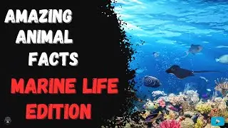 Amazing Animal Facts - Marine Life Edition