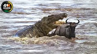 MAASAI MARA | Secrets of Africa's Fiercest Hunters | Wild Animal Documentary