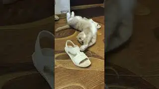 Кот Семён и обувь. 