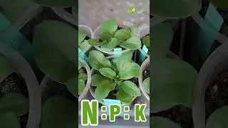 Питание для петуний 