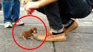 Top 10 Smallest Dogs In The World 2021 | Tiny Cute Dogs | New