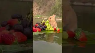 Little Rabbit's Fruit Boat Cute Pet Rabbit Pastoral Little Cute Pet