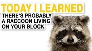 TIL: There's Probably a Raccoon Living on Every City Block in North America | Today I Learned