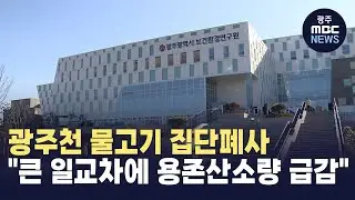 광주천 물고기 집단폐사..