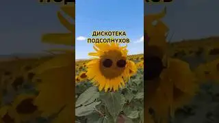 🌻МИНУТКА ЛЕТНЕГО ЮМОРА. Прекрасного всем настроения! #юмор #Марияlifestyle  #подсолнух