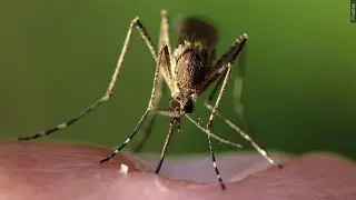 Georgia Department of Public Health reports 6 cases of West Nile Virus